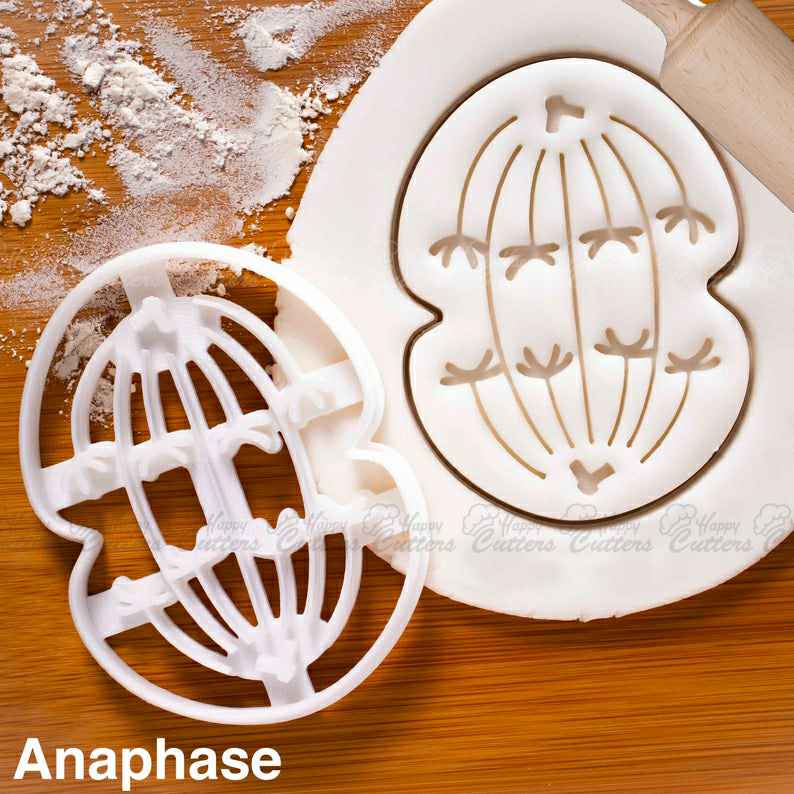 Meiosis I Anaphase I cookie cutter |  biscuit cutters cell cycle Microbiology Microbiologist mitotic laboratory science chromosome,
                      science cookie cutters, dna cookie cutter, lab cookie cutter, anatomy cookie cutters, anatomical cookie cutter, periodic table cookie cutters, frozen cookie cutters, bone cookie cutter, superman cookie cutter, bakerlogy cookie cutters, wilton cookie cutters, golden retriever cookie cutter, autumn leaf cookie cutter, lego cookie cutter,
                      